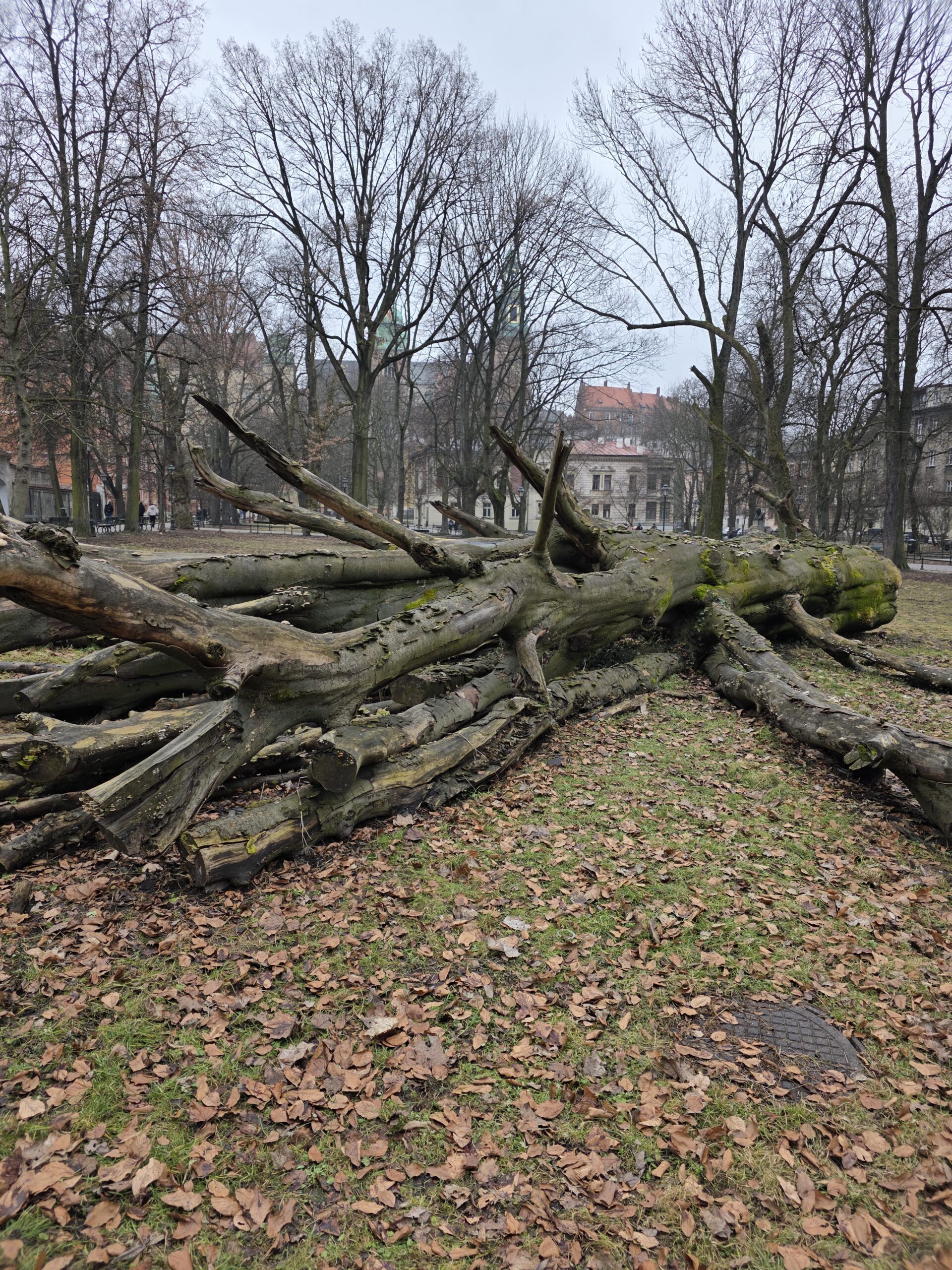 Drzewo które pokochał Zagajewski, planty Krakowskie- pomnik pozezji